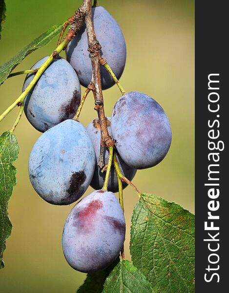 Tree branch with ripe fruit plums