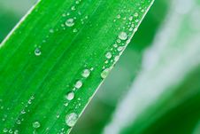 Plants After A Rain Stock Images Plants After A Rain Stock Images
