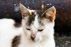 The Homeless Cat Stock Images