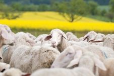 Sheep And Oilseed Rape Royalty Free Stock Images Sheep And Oilseed Rape Royalty Free Stock Images