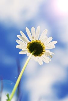 Beautiful Daisy Royalty Free Stock Image Beautiful Daisy Royalty Free Stock Image