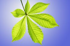The Chestnut Leaf Against The Sky Royalty Free Stock Image The Chestnut Leaf Against The Sky Royalty Free Stock Image