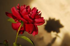 Peony And Its Shadow. Royalty Free Stock Image