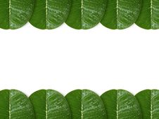Plumeria Leaf Royalty Free Stock Image Plumeria Leaf Royalty Free Stock Image