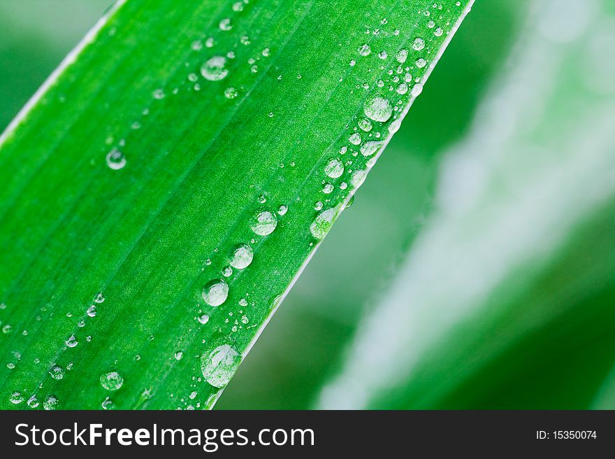 Macro a photo of green sheets of a plant after a past rain (with drops of water). Macro a photo of green sheets of a plant after a past rain (with drops of water)