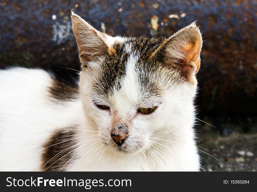 The old homeless multi-coloured cat. The old homeless multi-coloured cat