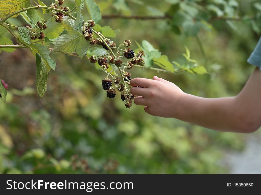 Child's hand reaching out to pick a ripe blackberry. Child's hand reaching out to pick a ripe blackberry.