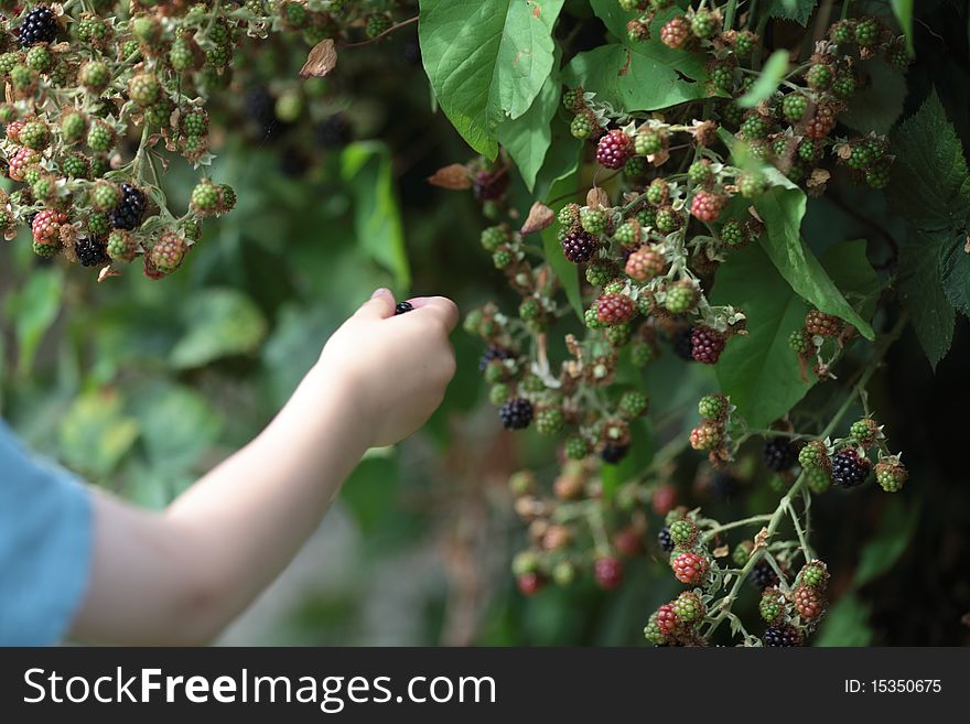 Child's hand reaching out to pick a ripe blackberry. Child's hand reaching out to pick a ripe blackberry.