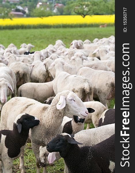 A flock of sheep in a springtime scenery with shining yellow canola. A flock of sheep in a springtime scenery with shining yellow canola