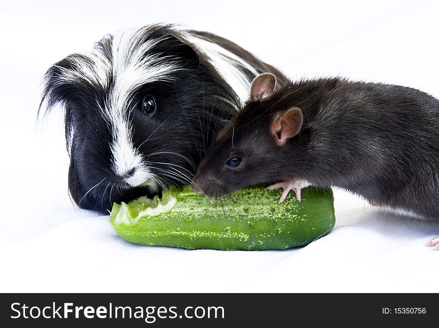 The Black-and-white porpoise and grey house rat on a white background together eat a green cucumber. The Black-and-white porpoise and grey house rat on a white background together eat a green cucumber