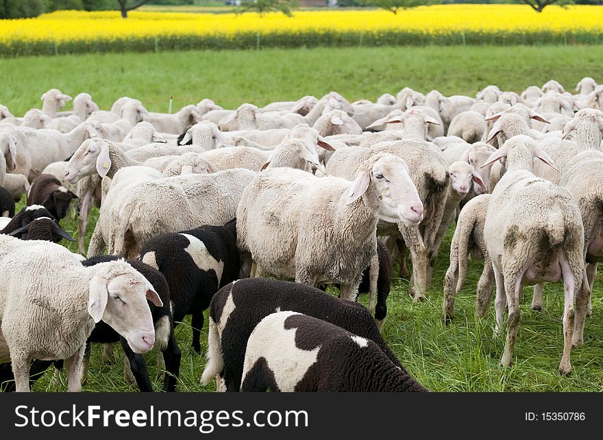 Sheep And Canola