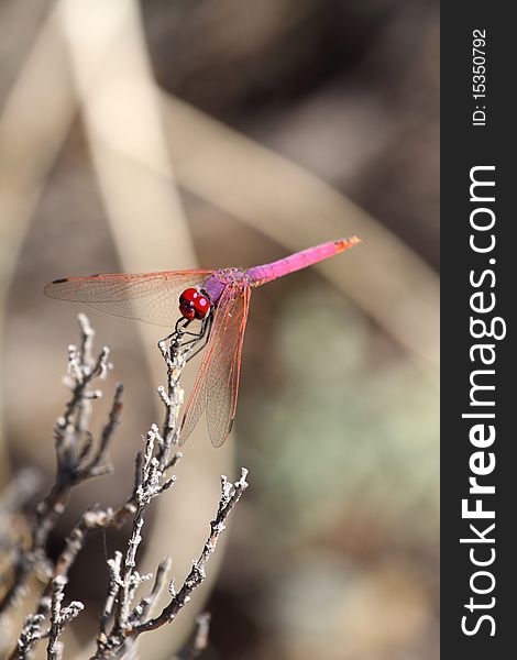 Colorful and beauty dragonfly in my garden.