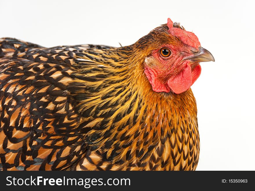 Orange and black chicken hen isolated on white head and shoulders. Orange and black chicken hen isolated on white head and shoulders