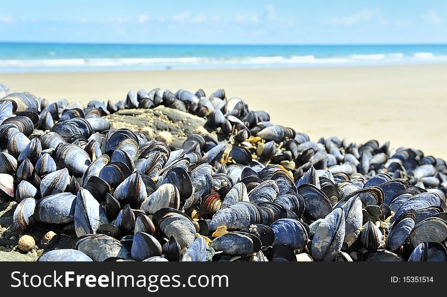 Eatable mussels on a sea coast when it is low tide. Eatable mussels on a sea coast when it is low tide
