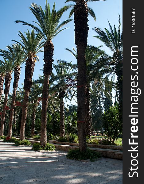 A lane with palm trees in the city park. A lane with palm trees in the city park.