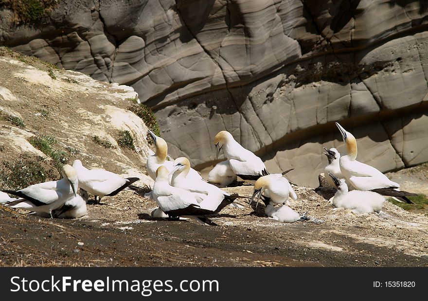 Gannet colony, western shore of Auckland, New Zealand