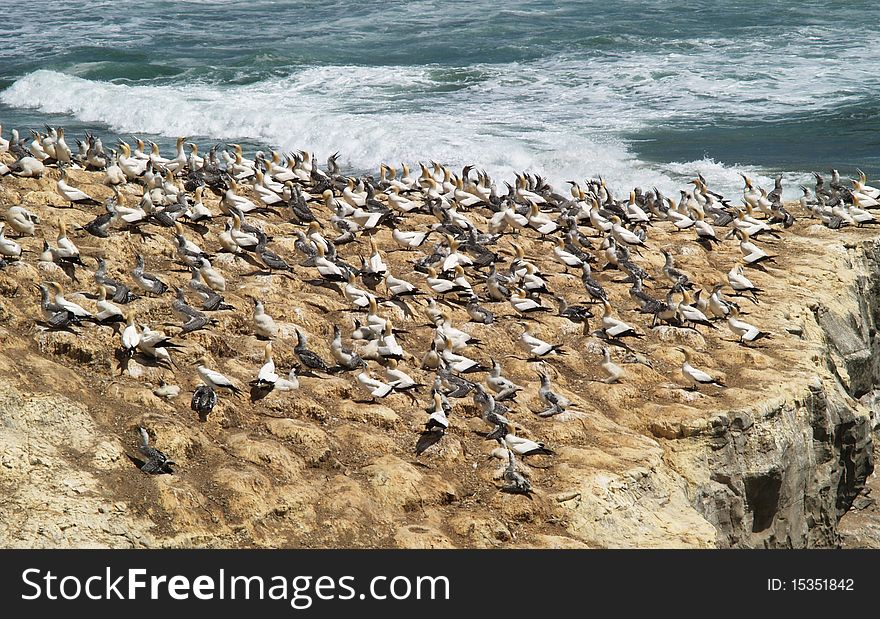 Gannet Colony