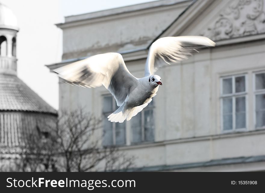 A white bird flying against the backdrop of historic buildings in Prague. A white bird flying against the backdrop of historic buildings in Prague