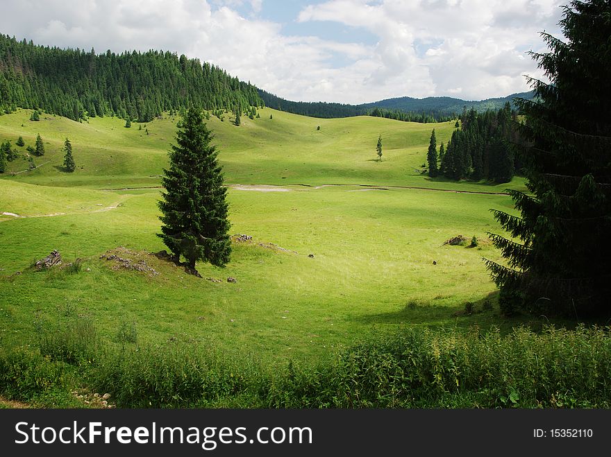 Beautiful alpine meadow with green grass