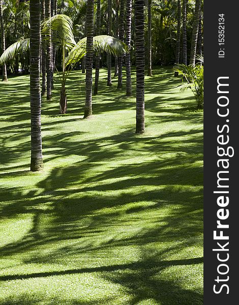 Green lawn in a palm grove