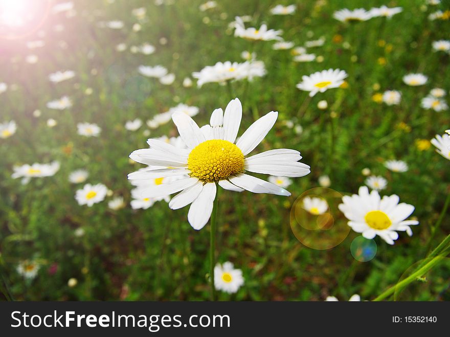 Field Of Daisies