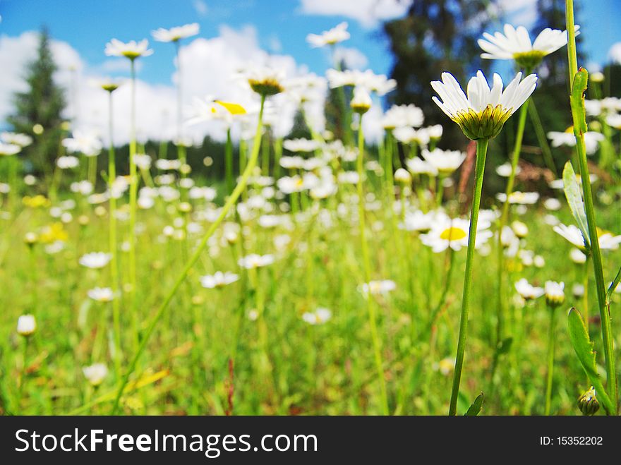 Field of daisies in a meadow