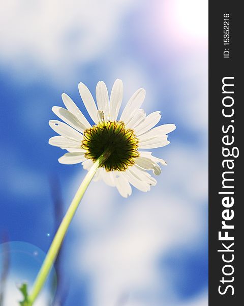 Beautiful daisy silhouette with blue sky