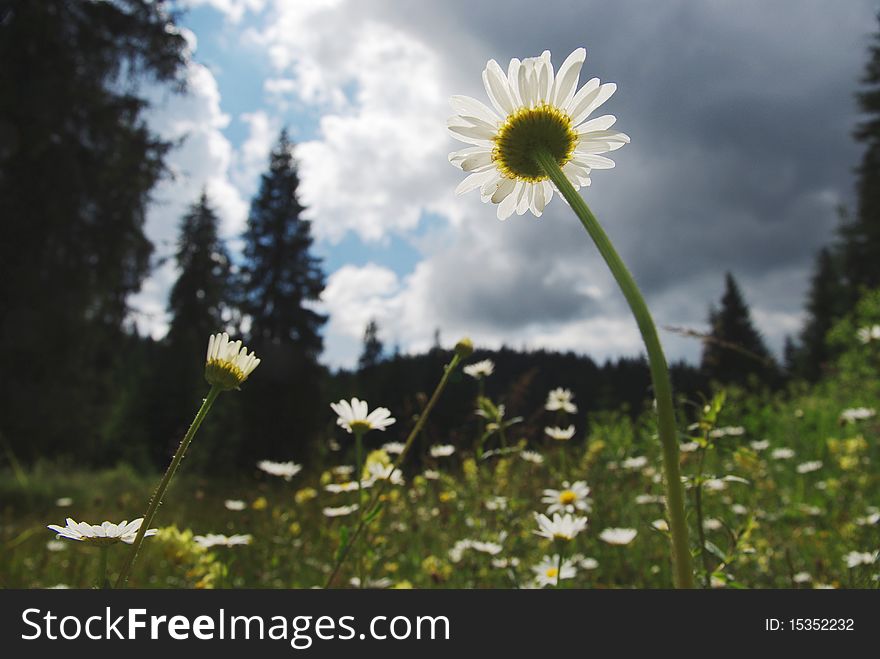 Field of daisies