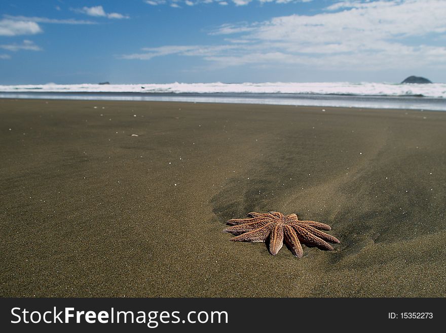 Starfish on the sand beach