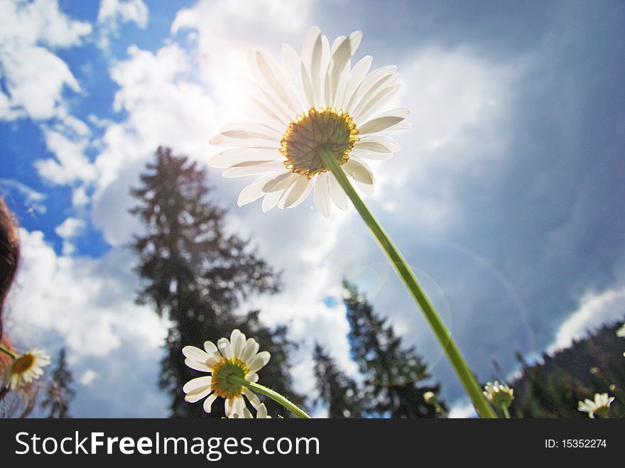 Field of daisies in a meadow