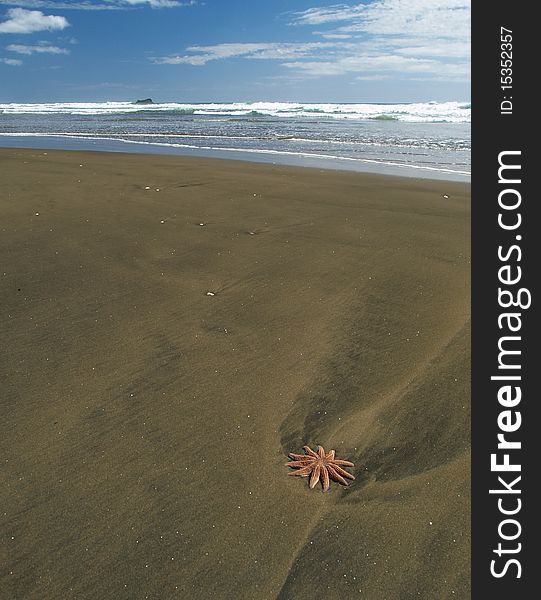 Starfish on the sand beach