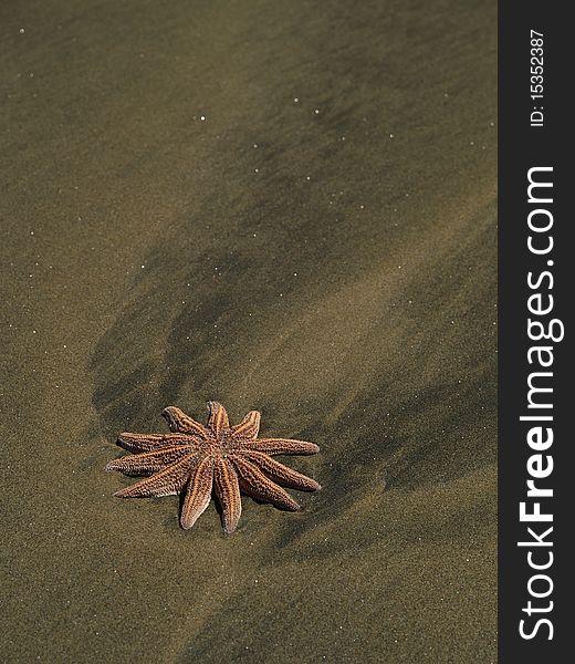 Starfish on the sand beach, detail