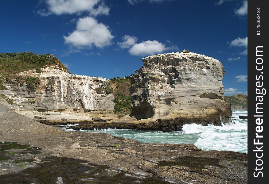 Gannet colony, western shore of Auckland, New Zealand