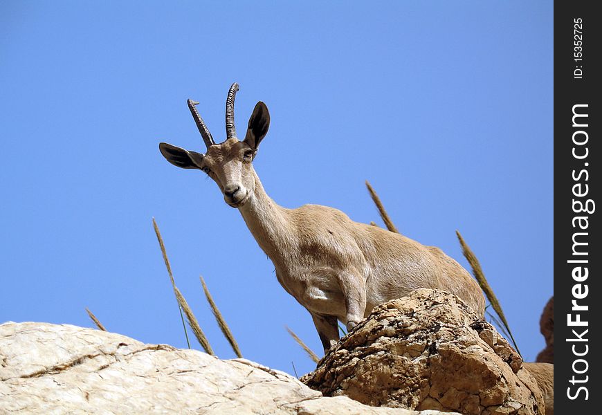 Mountain goat on a cliff against the sky