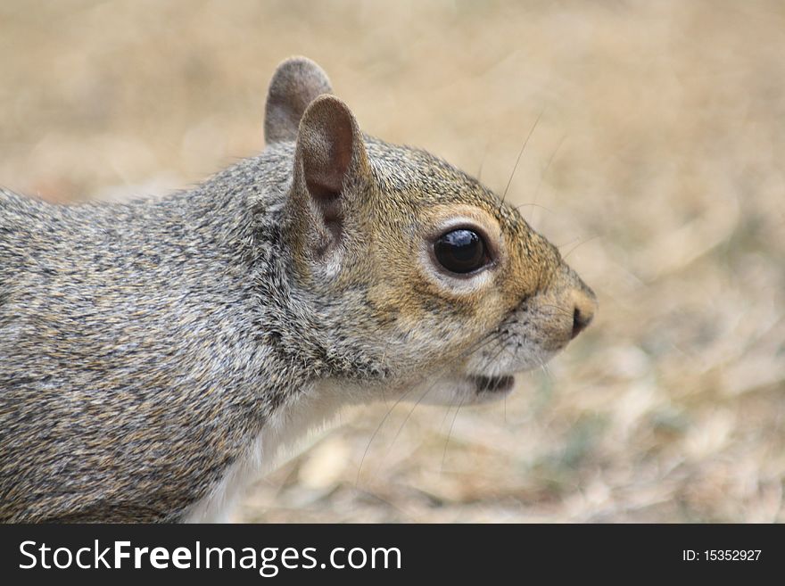 Grey Squirrel looking for nuts. Grey Squirrel looking for nuts