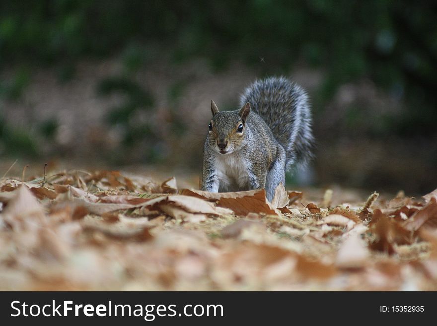 Grey Squirrel looking for nuts in dry leaves. Grey Squirrel looking for nuts in dry leaves