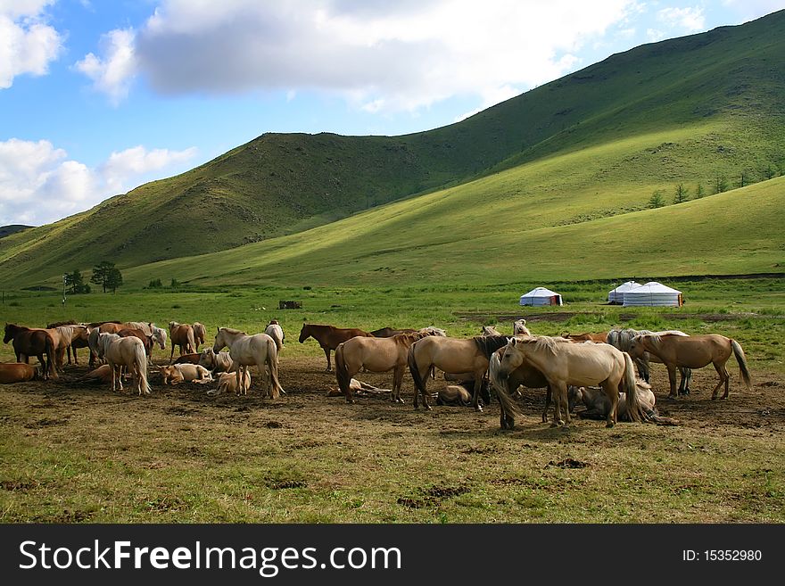 Purebred horses grazing in a herd. Purebred horses grazing in a herd