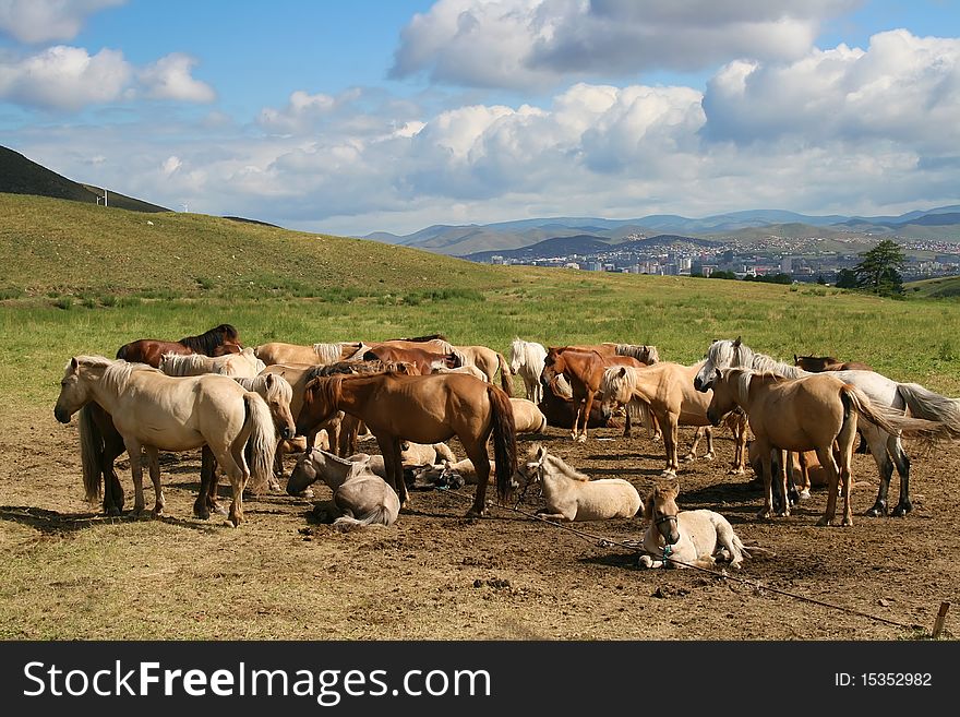 Horses having rest in a beautiful valley