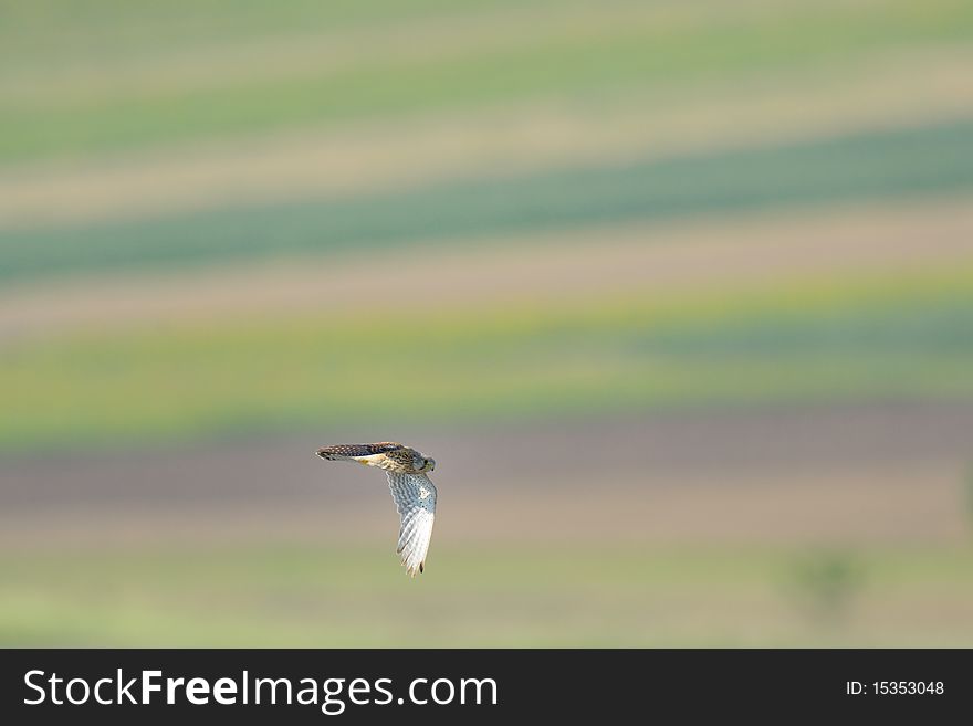 Common falcon flying over field