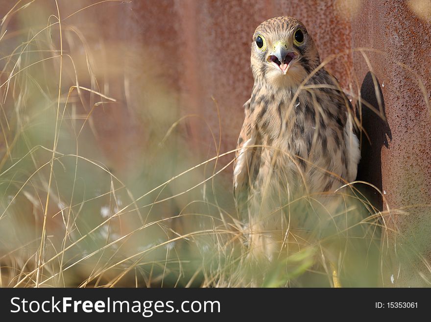 Common falcon sitting next to a fence