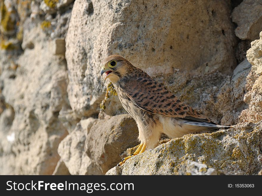 Common falcon sitting on a cliff