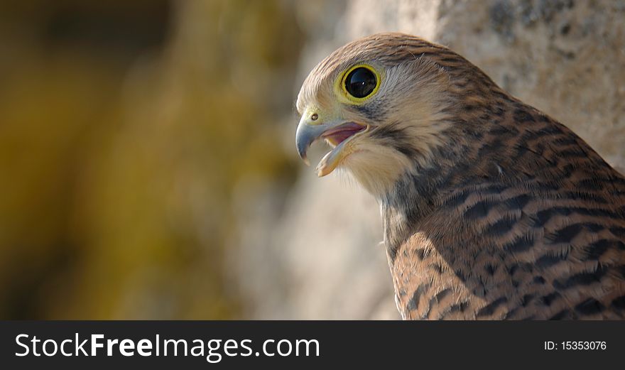 Common Falcon