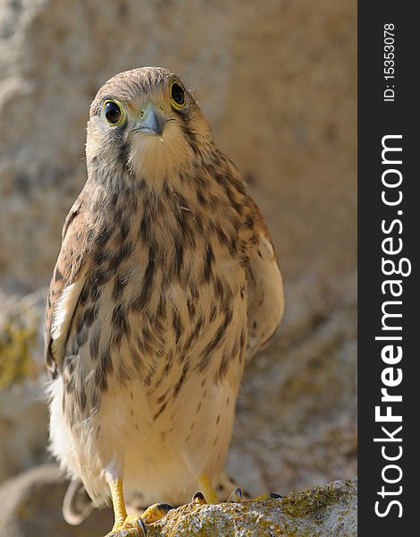 Common Falcon