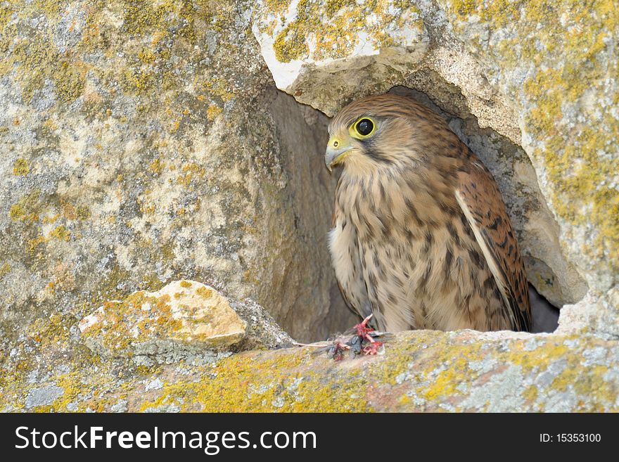 Common falcon sittting on a rock