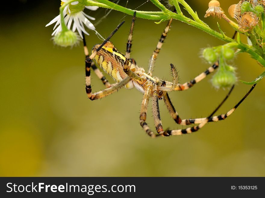 Spider on a flower and blured background