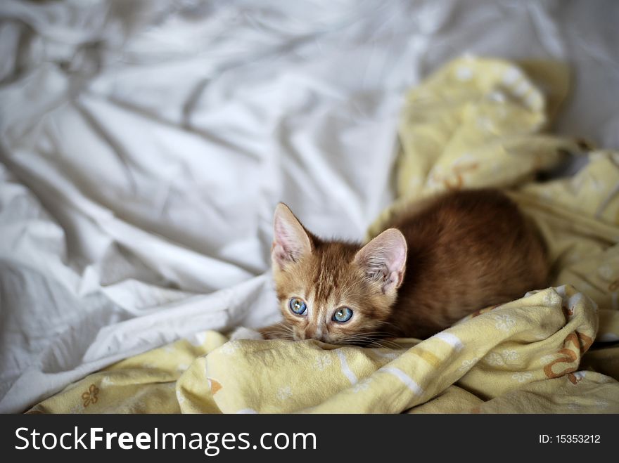 A ginger kitten with eyes wide oped sitting in bed. A ginger kitten with eyes wide oped sitting in bed