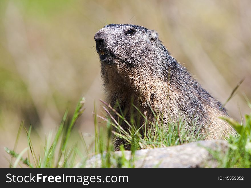 Alpine marmot. Wild animal lives in high mountains. The Alps, Carpathians, The Pyrenees and Apennines. Alpine marmot. Wild animal lives in high mountains. The Alps, Carpathians, The Pyrenees and Apennines