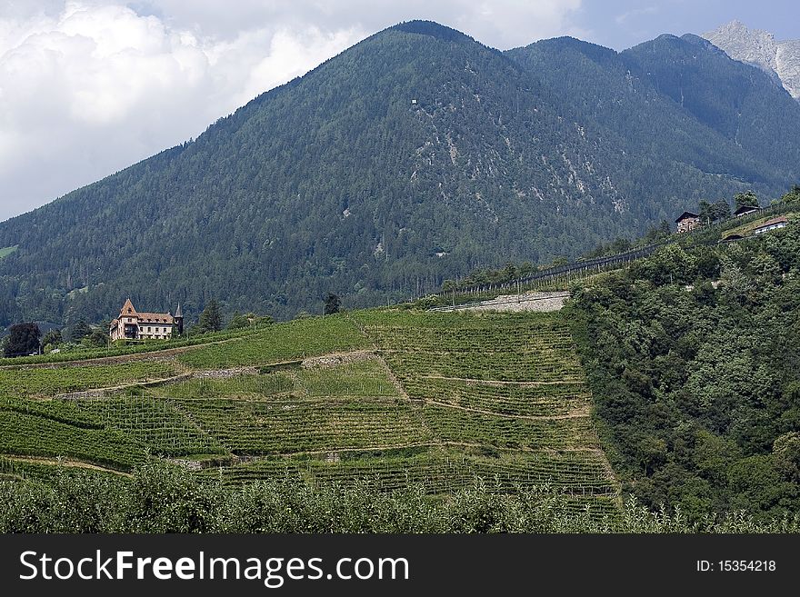 Vineyard on the slopes of hills in South Tirol.