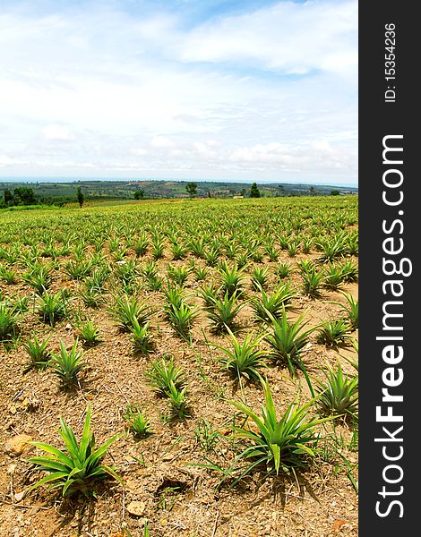 Green rice field with blue sky