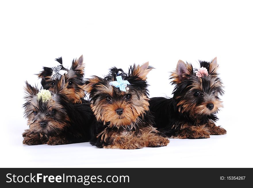 Portrait of four yorkshire terrier puppies isolated on white. Portrait of four yorkshire terrier puppies isolated on white